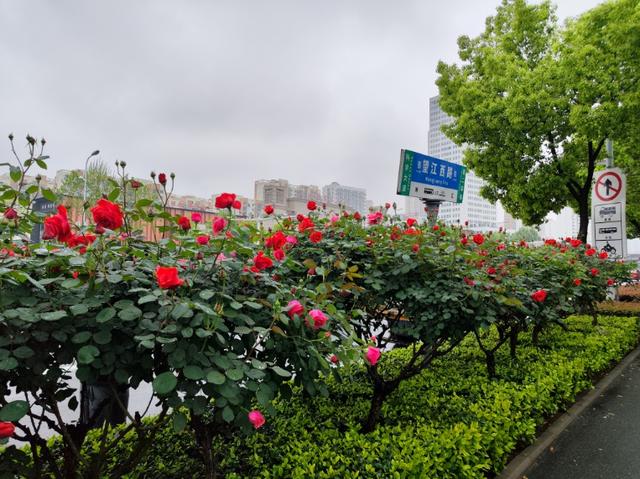 秋姑娘来了！合肥赏花地图大上新