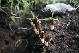 哈尔滨香坊：羊肚菌开始采摘上市 南方客商上门求购图片