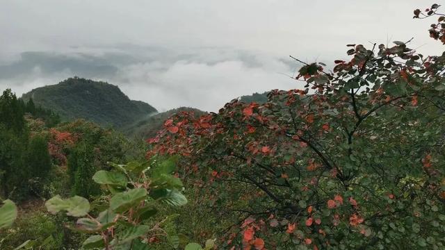 荆紫仙山红叶预告，第一波惊艳正在上线！