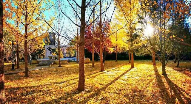 不必扎堆地坛公园！东城区赏秋攻略，一图收藏