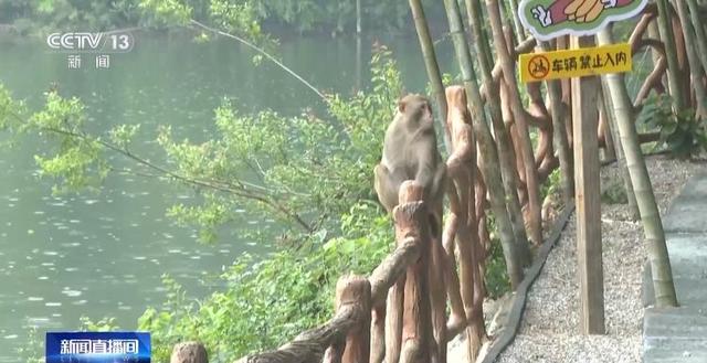 江苏一景区“月均6万元收编泼猴”引关注 “人猴冲突”如何解决？