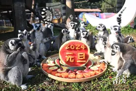 好萌！看深圳动物园小熊猫乐享“2024新年大餐”图片