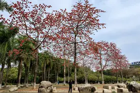 东莞莞城：春日踏青赏花正当时图片