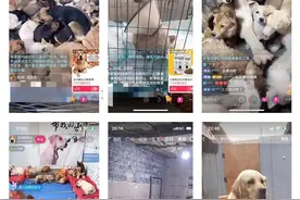 流浪狗直播骗局：录播循环放，爱心狗粮哪去了？一问就拉黑图片