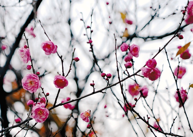 河南多地梅花雪中悄然盛开