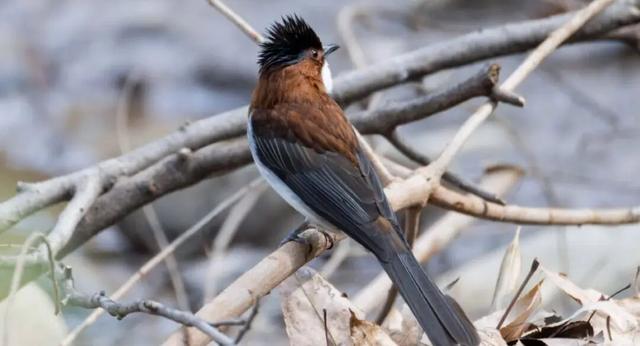 无锡最新追“星”指南，速收藏！