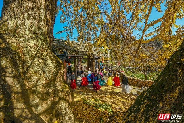 岁暖时刻丨一树千年金，解锁湖南冬日最美打开方式