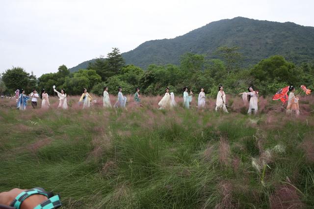 秋日浪漫！大鹏南澳粉黛花海等你来打卡