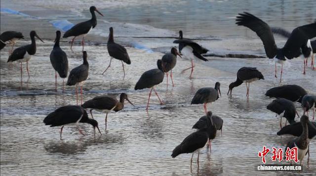 “鸟中大熊猫”黑鹳做客山西繁峙 生态与人文共谱和谐曲