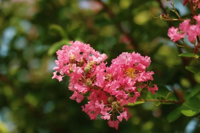 紫薇花海、200000㎡荷花池……在上海这个公园开启浪漫赏花之旅→