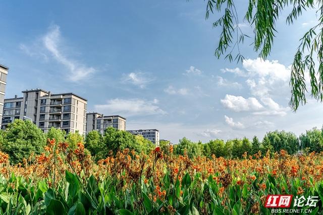 【高清湖南】绿树、流水、花海…… 邂逅长沙洋湖旁的治愈角落