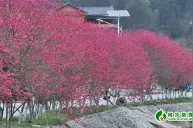 图片新闻 | 城步：满树桃花烂漫红图片