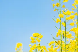 合拍的00后丨组图：校园一角长出了一束春天图片
