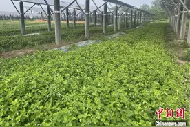 （走进中国乡村）南药种植成广东电白乡村致富“良方”图片