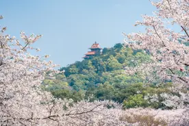 官宣！东湖樱花园后天正式开园图片