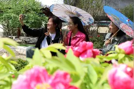 无棣：谷雨时节赏牡丹图片