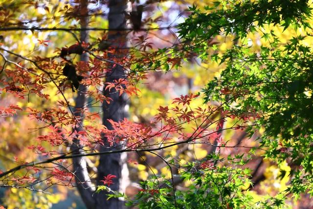 “CHUA”的一下，65%！