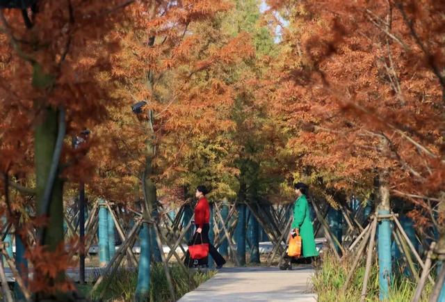 别再等了！淮南春申湖的秋日童话，现在去正好！