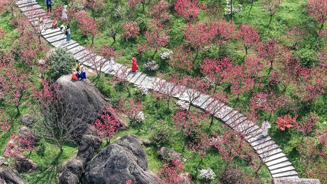 广西南宁：艳丽桃花如片片红霞