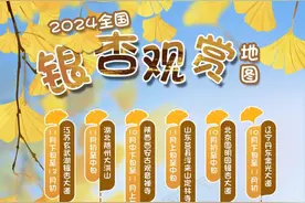 邂逅小“杏”运！全国银杏观赏地图出炉，观赏时间表来了图片