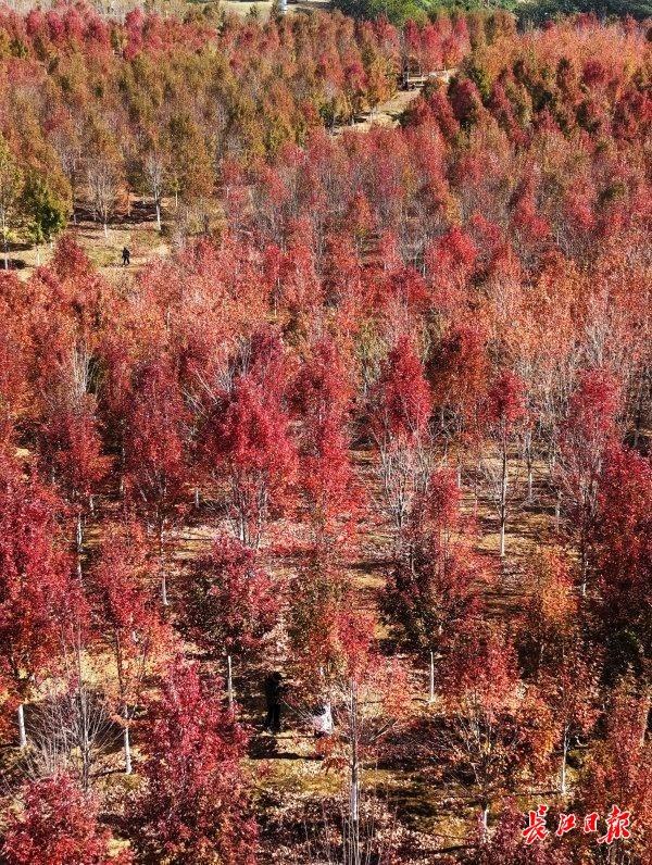 深秋红枫现美景，校园变成“调色盘”