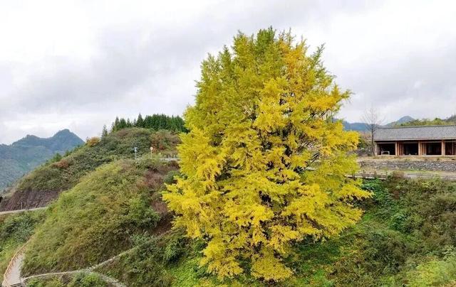 泸州银杏黄了！这些地方进入最佳观赏期