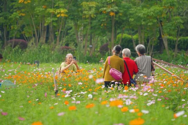 龙华，花海“大爆发”