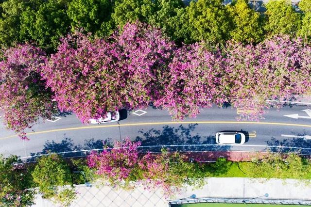 假如秋冬有颜色，肇庆便是一场多彩盛宴～