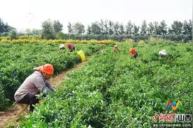 长治上党区：火红辣椒喜获丰收图片