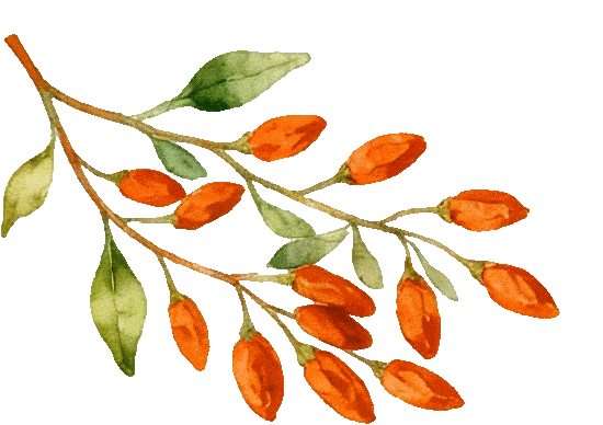 视觉增城｜落羽杉披“红妆” ！快来解锁增城冬日生态画卷