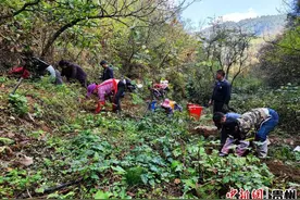 贵州赫章：念好“山”字经 唱好产业戏图片