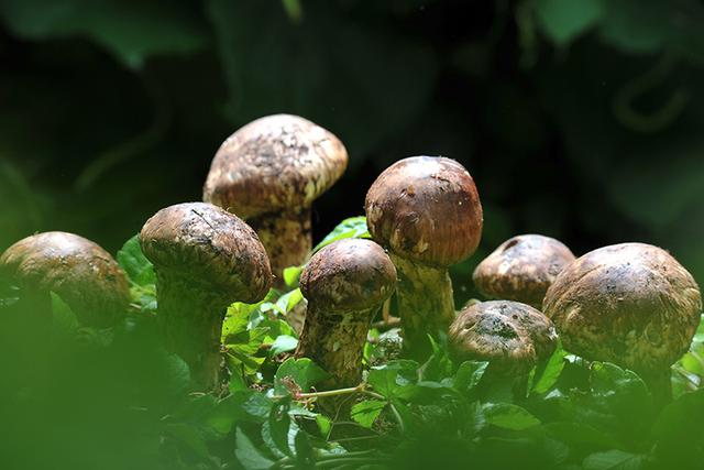观云台 | 为啥不少野生菌不能人工养？