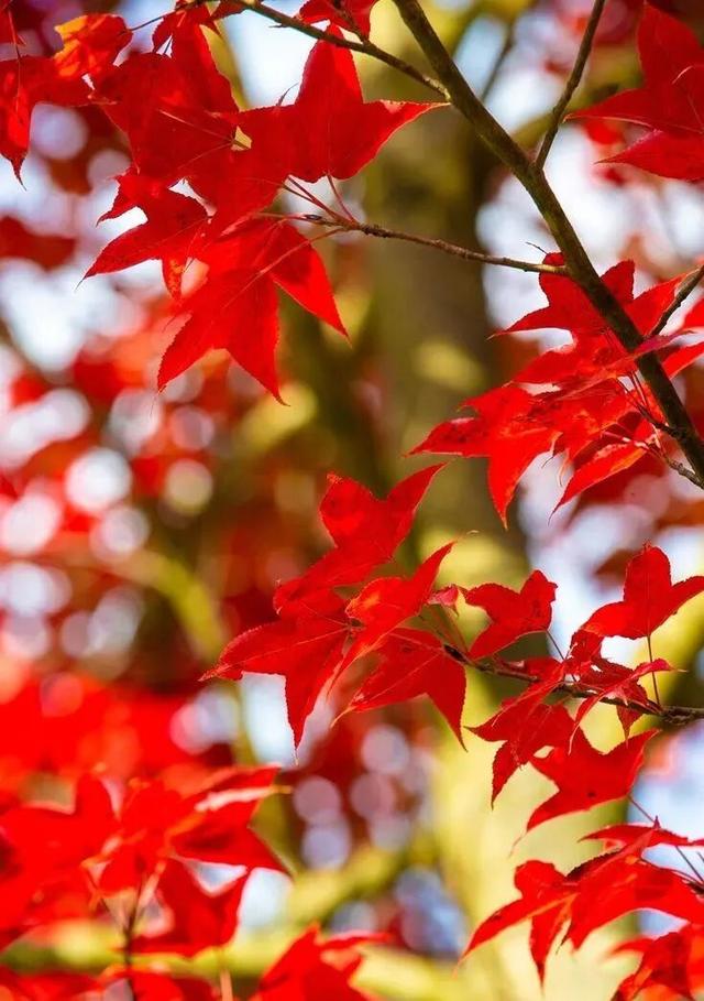福建暖冬，又是一年好“枫”景