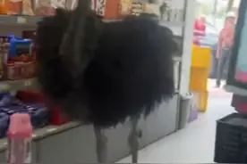 广东肇庆一鸵鸟街头狂奔，之后搭乘私家车离开？当地林业局回应图片