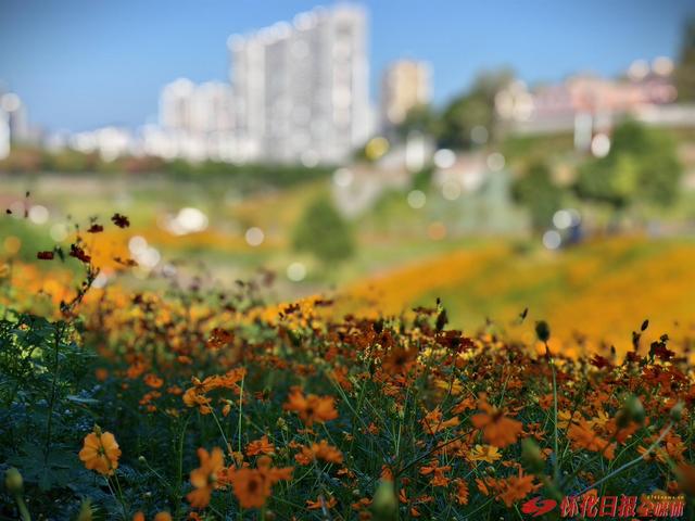 福地怀化 懂你如家｜城南街道湖天小游园“花海世界”引市民沉醉