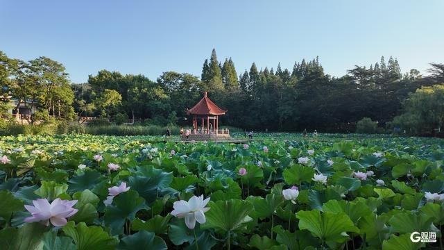 夏日限定！青岛这里荷姿曼妙，静享一隅雅韵