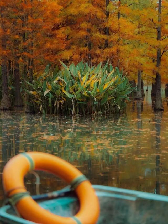 成都限定红！水杉最美季节上线，赶紧打卡！