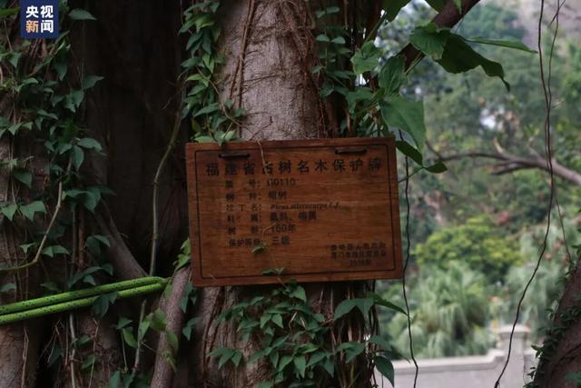 “爬树”也能修学分？这所高校的“攀树课”一课难求！