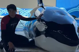 月入过万！上海急招全职“虎鲸搓澡工”图片