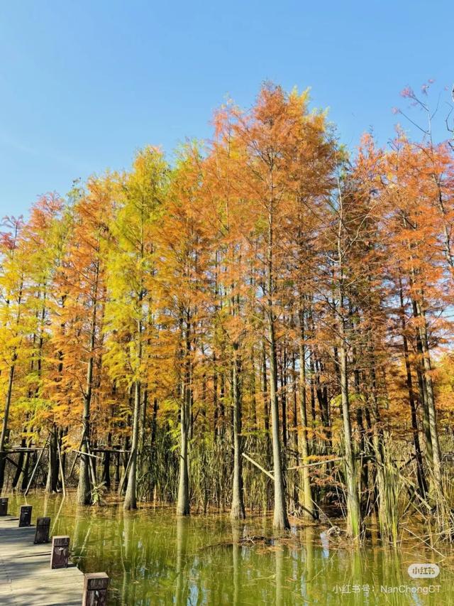 不是在云南，南充这里的水杉被问爆了~