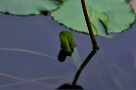 11个水景园区荷香飘动！青岛第四届荷花节拉开帷幕图片