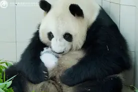 熊猫中心大熊猫进入产崽季图片