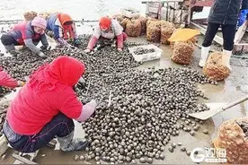 4.5元一斤！青岛这种“海货”天越冷越肥美，正大量上市……图片