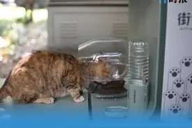 云喂养、隔屏撸 流浪猫有了家图片