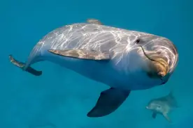 小心！求偶季的海豚会伤人，日本海滨小镇已有18人受伤图片