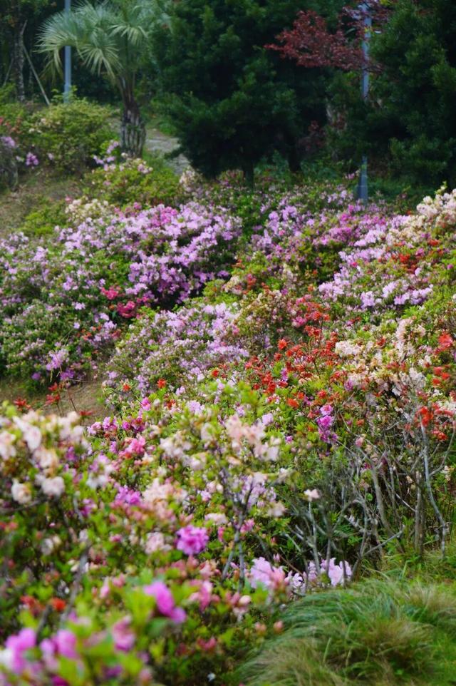 开了！开了！福州开了成片杜鹃花海！快上鼓岭