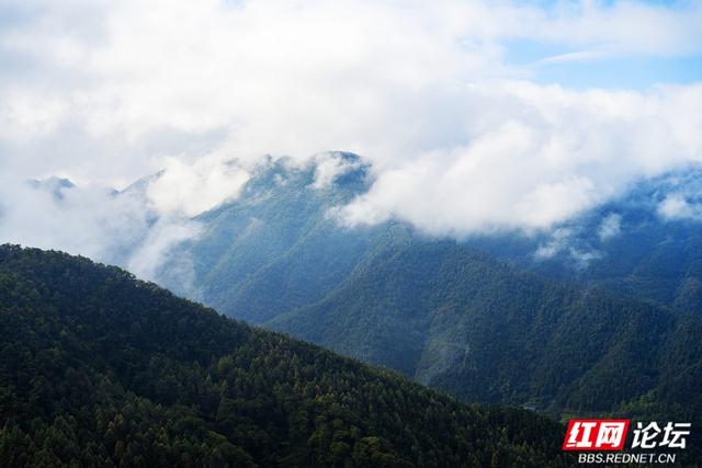 【每日一图@湖南】秋去冬来，赴一场怀化水杉林的红黄盛宴