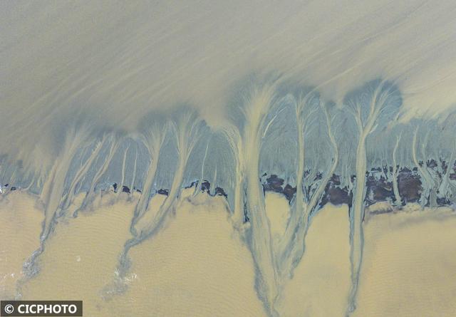 宛如水墨画！钱塘江滩涂出现“潮汐树”景观