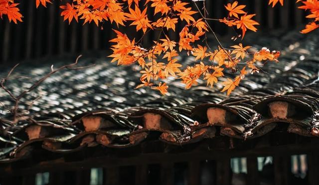 景德镇古窑枫叶 晕染千年瓷都的浪漫诗笺