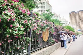 漫步兰州安宁 打卡浪漫花墙图片